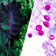 Gi parasite