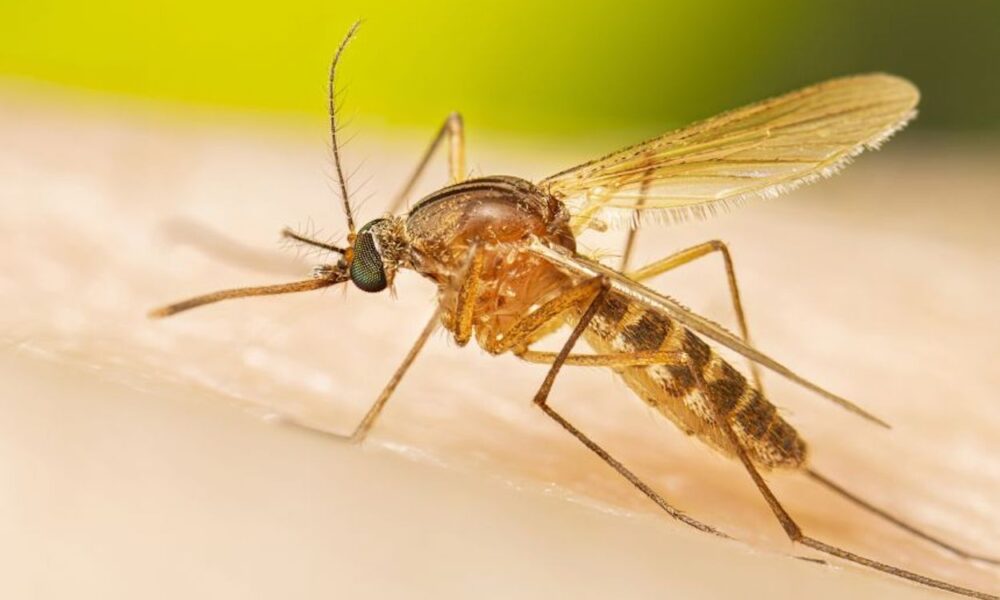 West nile virus