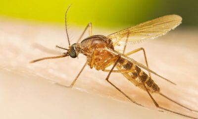 West nile virus