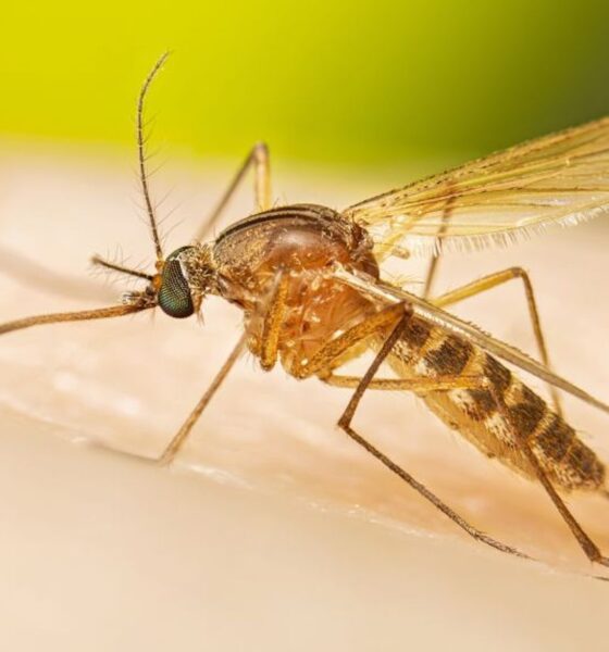West nile virus