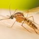 West nile virus