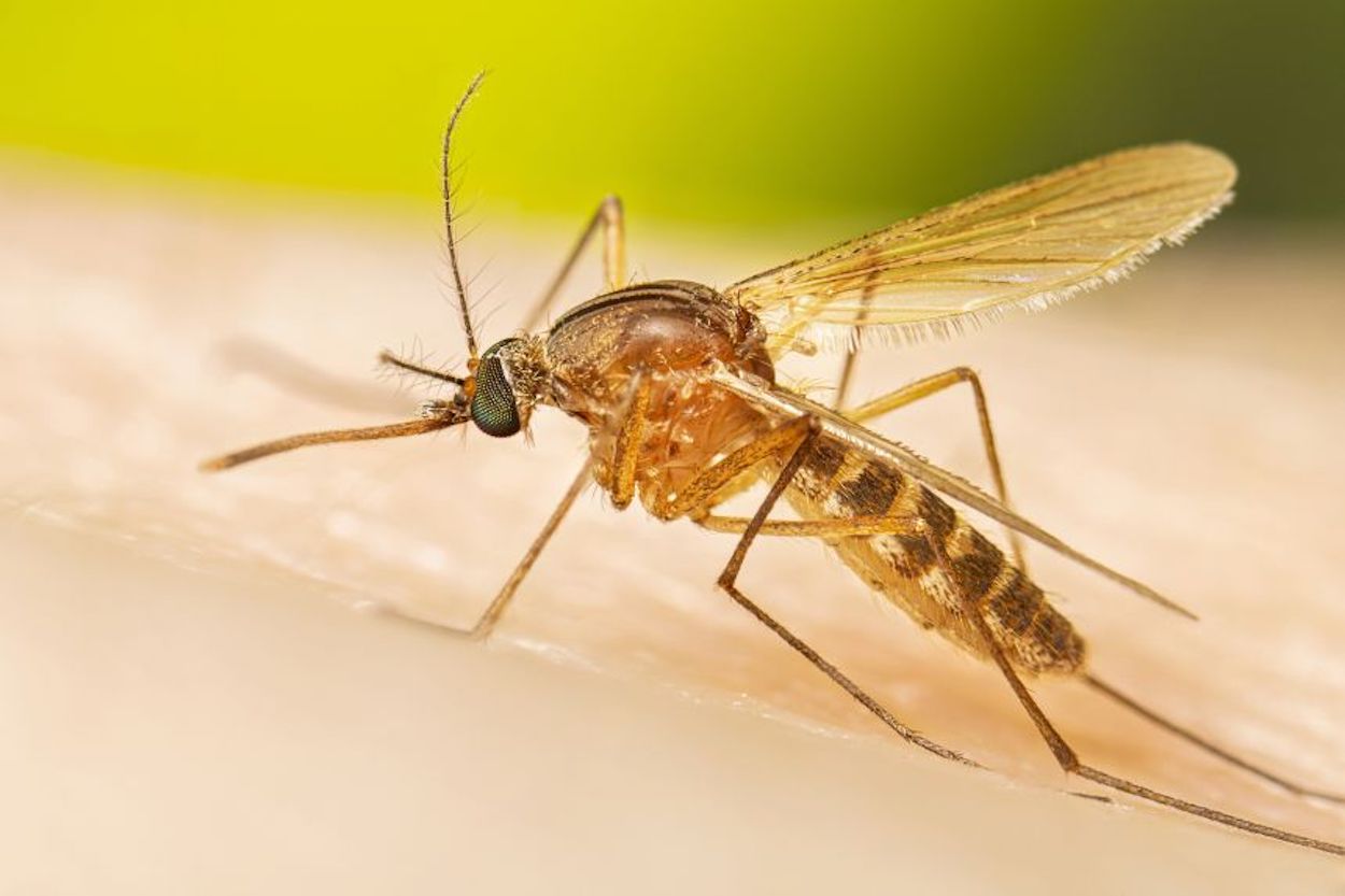 West nile virus