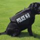 k9