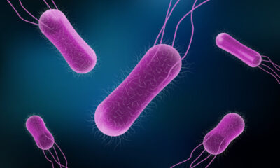 salmonella