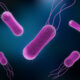 salmonella