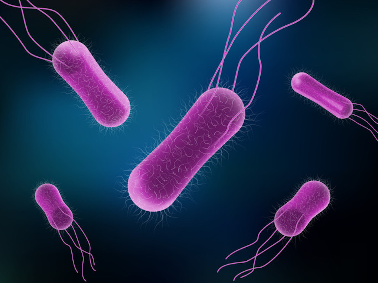 salmonella