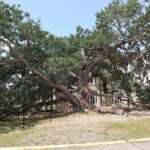 Friendship Oak — MFC invites public to help identify Champion Trees