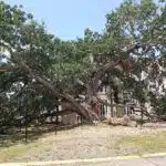 Friendship Oak — MFC invites public to help identify Champion Trees