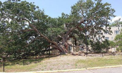 Friendship Oak — MFC invites public to help identify Champion Trees
