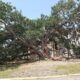 Friendship Oak — MFC invites public to help identify Champion Trees