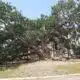 Friendship Oak — MFC invites public to help identify Champion Trees