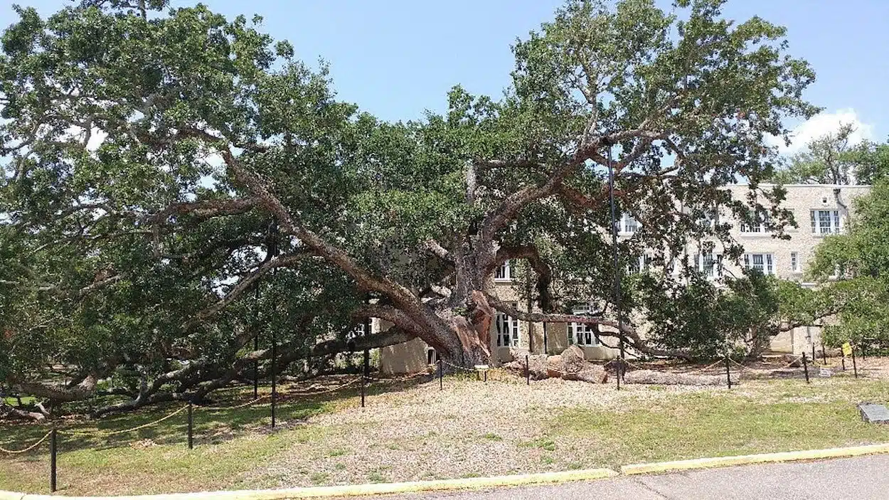 Friendship Oak — MFC invites public to help identify Champion Trees