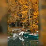 fall