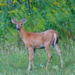 white tailed deer — hunt