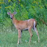 white tailed deer — hunt