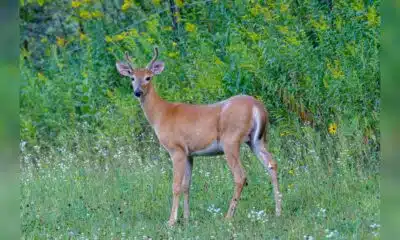 white tailed deer — hunt
