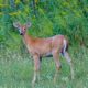 white tailed deer — hunt