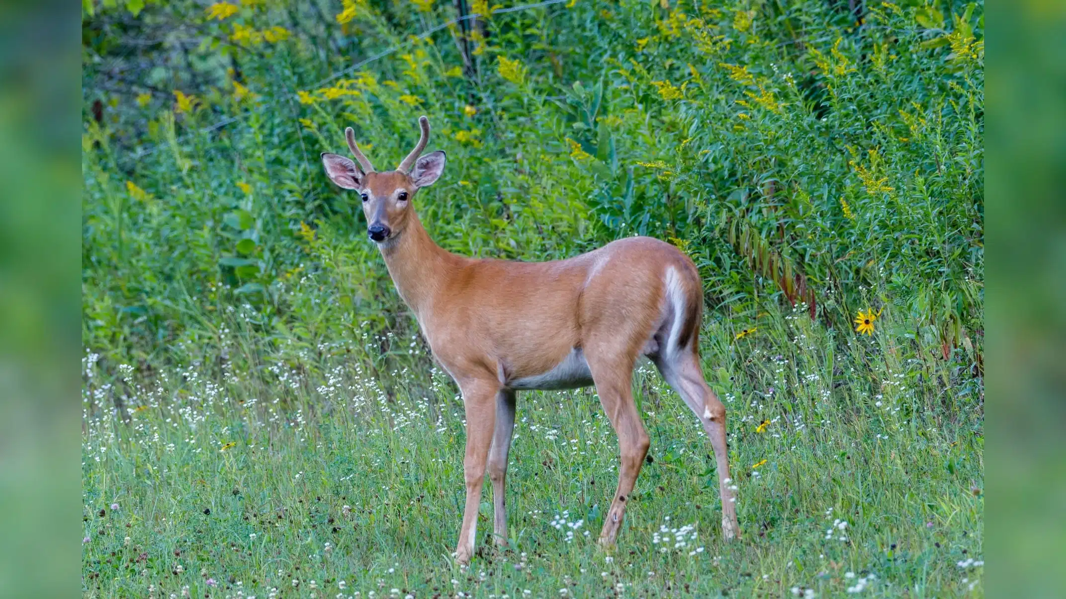 white tailed deer — hunt